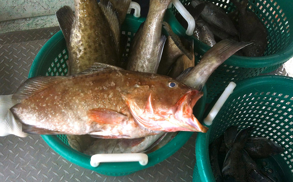 grouper open mouth